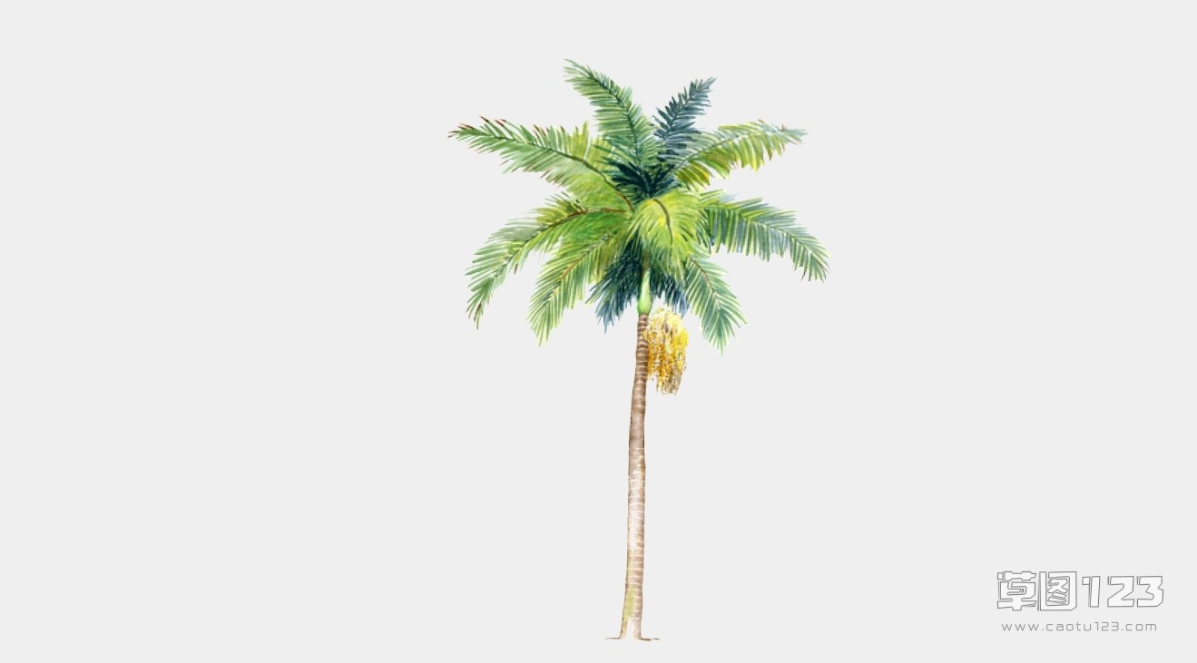 2D热带椰子树su模型2D树10_200621101520062110162006211016.jpg(1)
