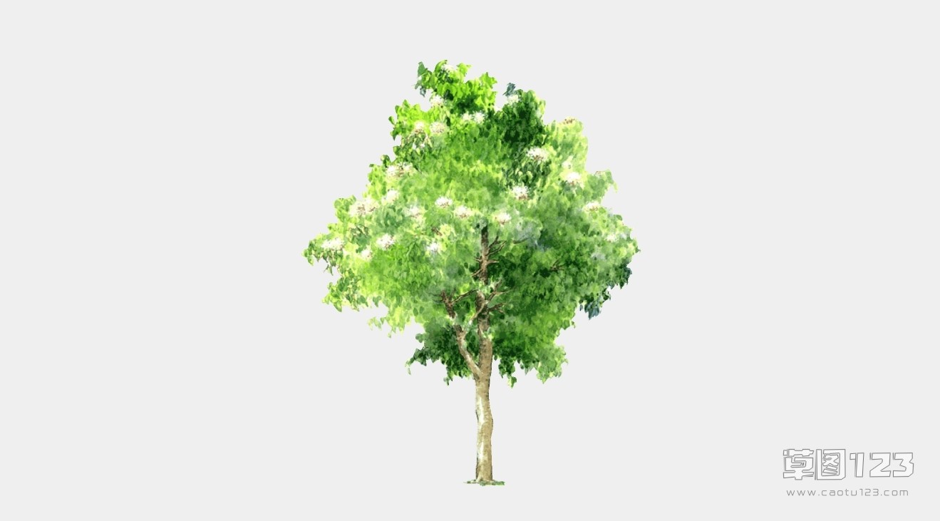 2D树木su模型2D树8_200621101520062110162006211016.jpg(1)