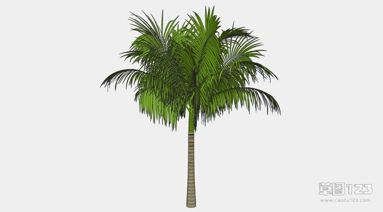 槟榔树su模型3D树 (84).jpg(1)