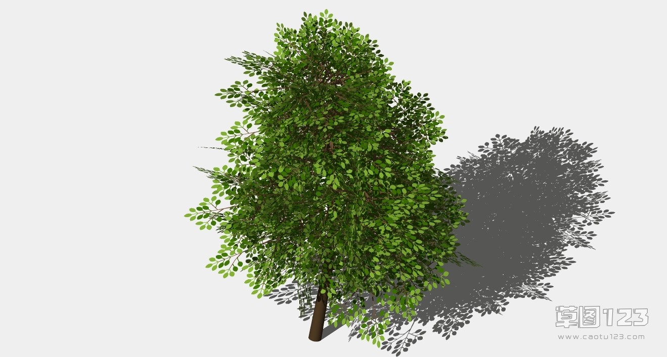 小叶榕树su模型3D树 (47).jpg(1)