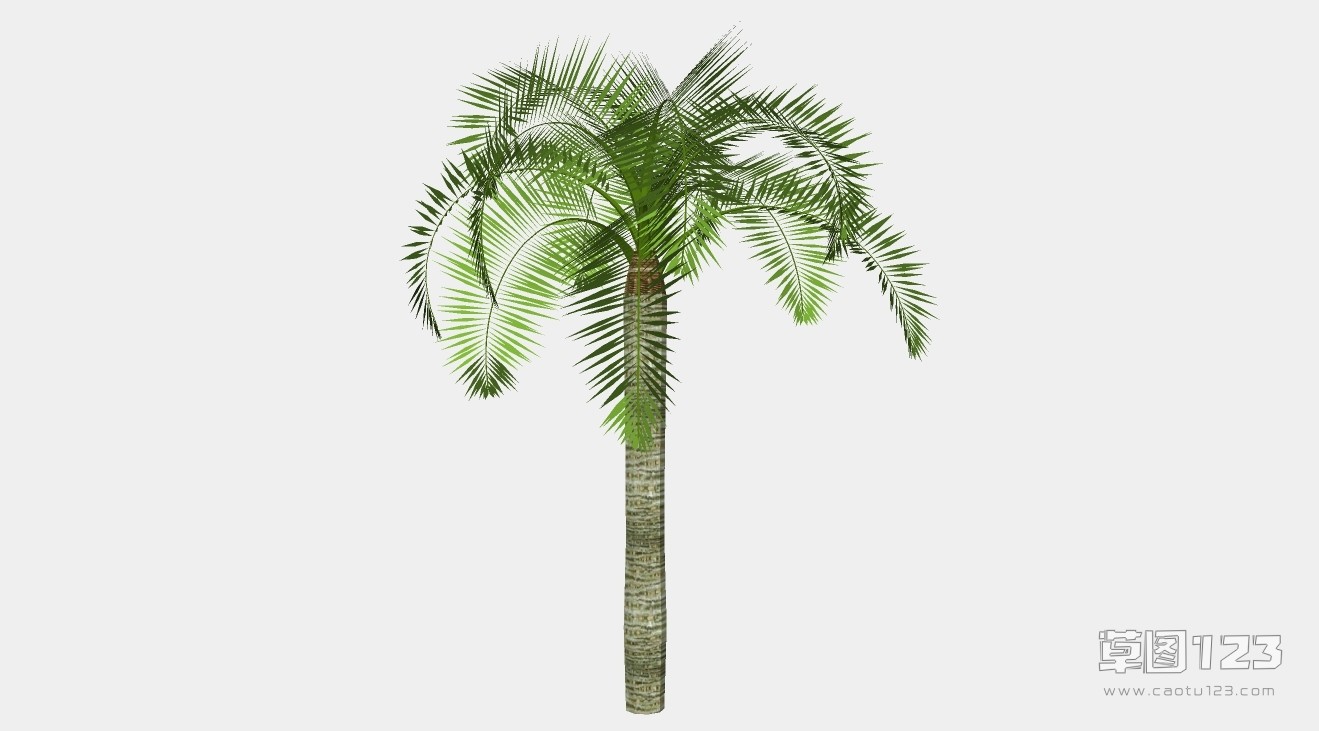 棕榈树su模型3D树 (73).jpg(1)