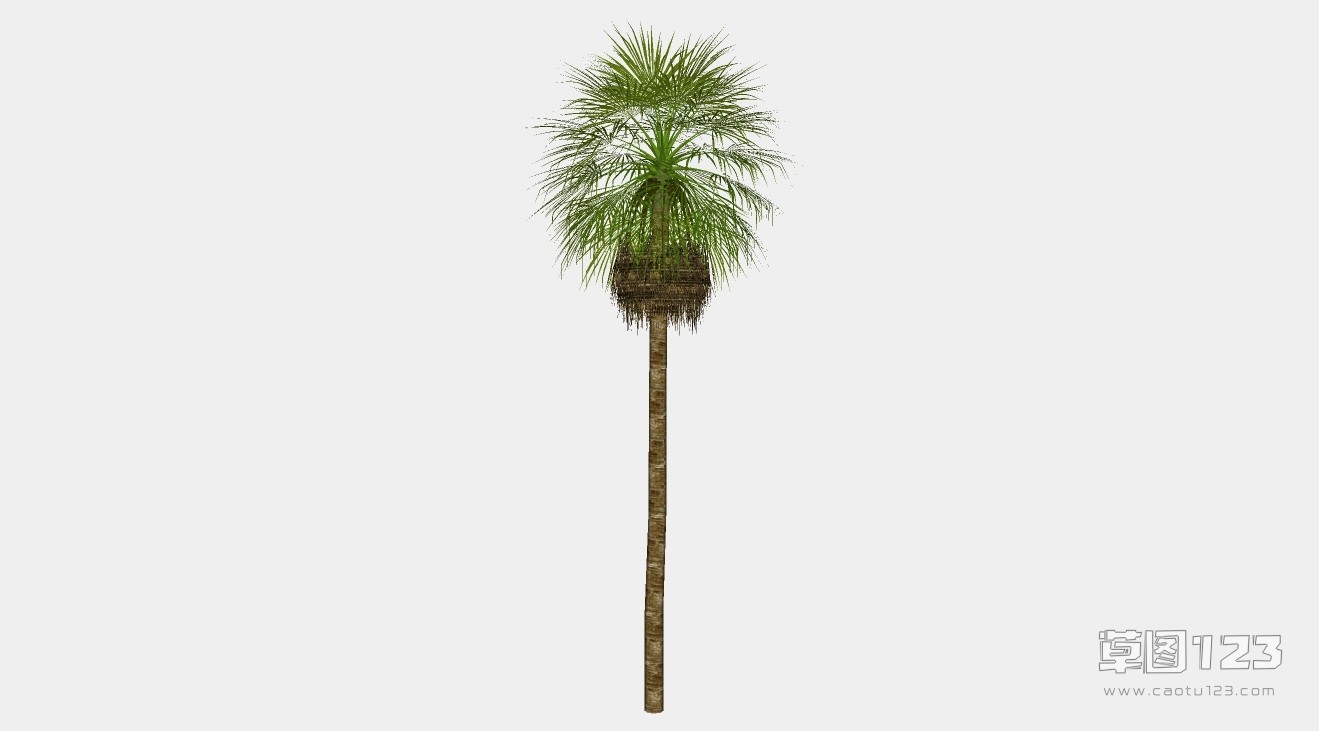 棕榈树su模型3D树 (66).jpg(1)