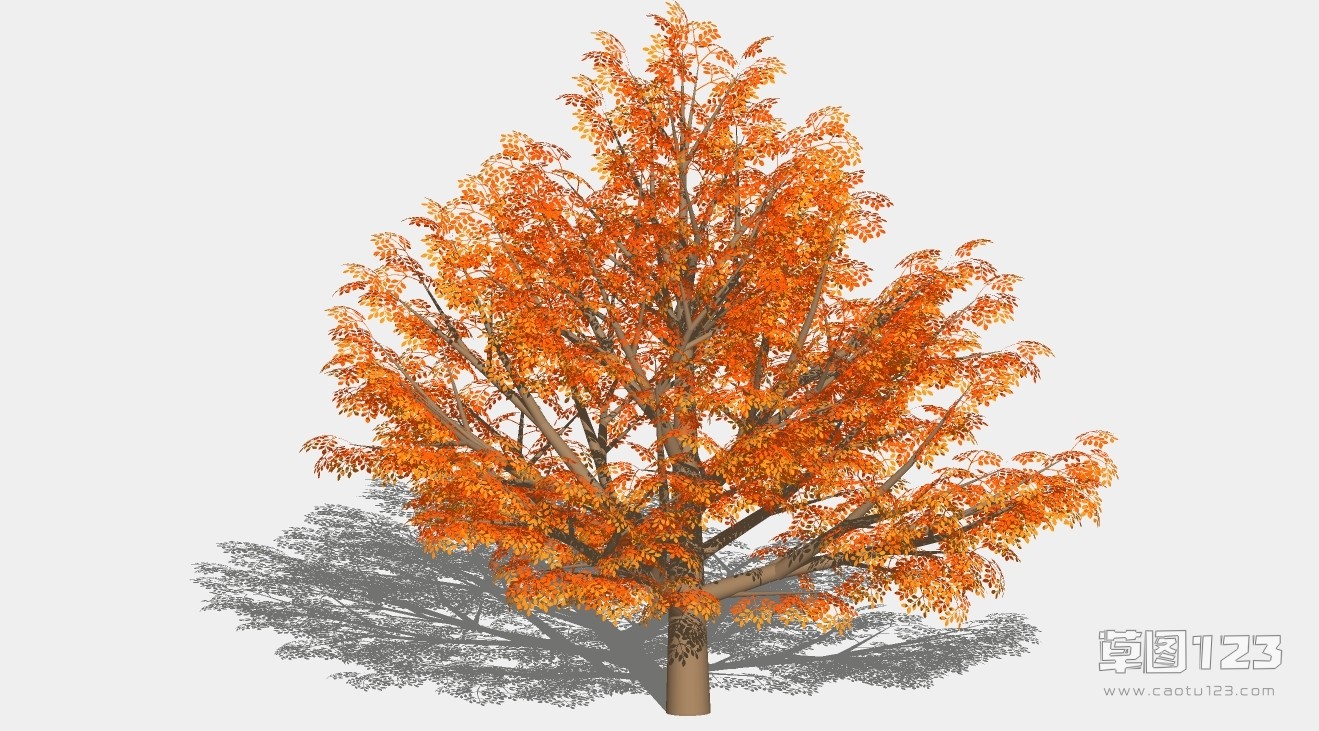 水杉树su模型3D树 (30).jpg(1)