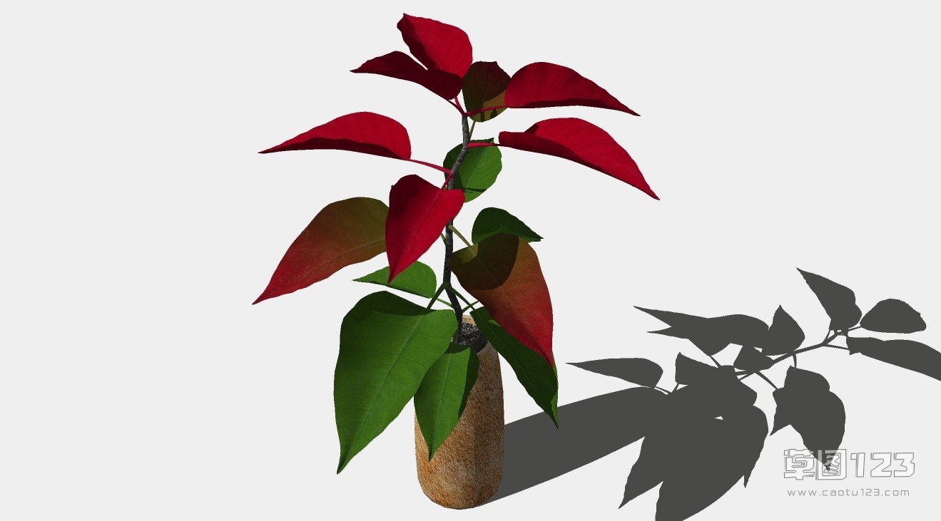 一品红盆栽su模型3D树 (4).jpg(1)