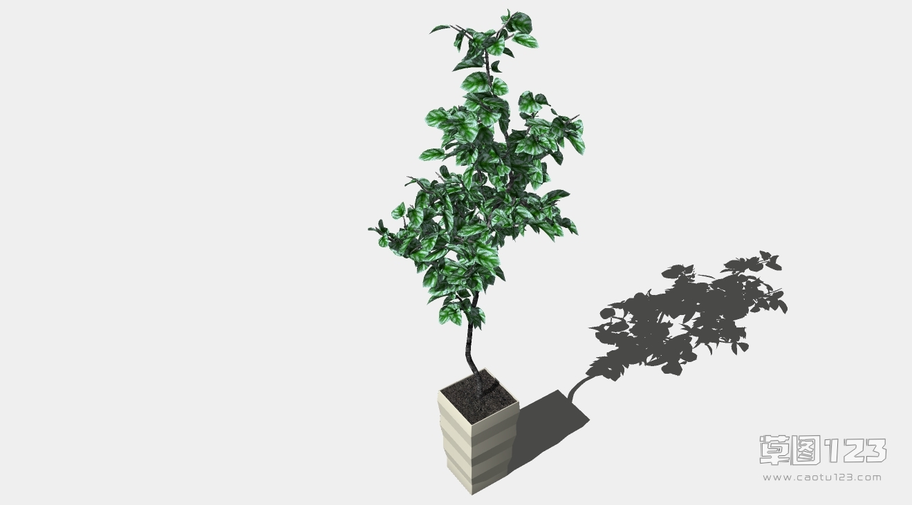 老鸦柿绿植盆景su模型3D树 (1).png(1)
