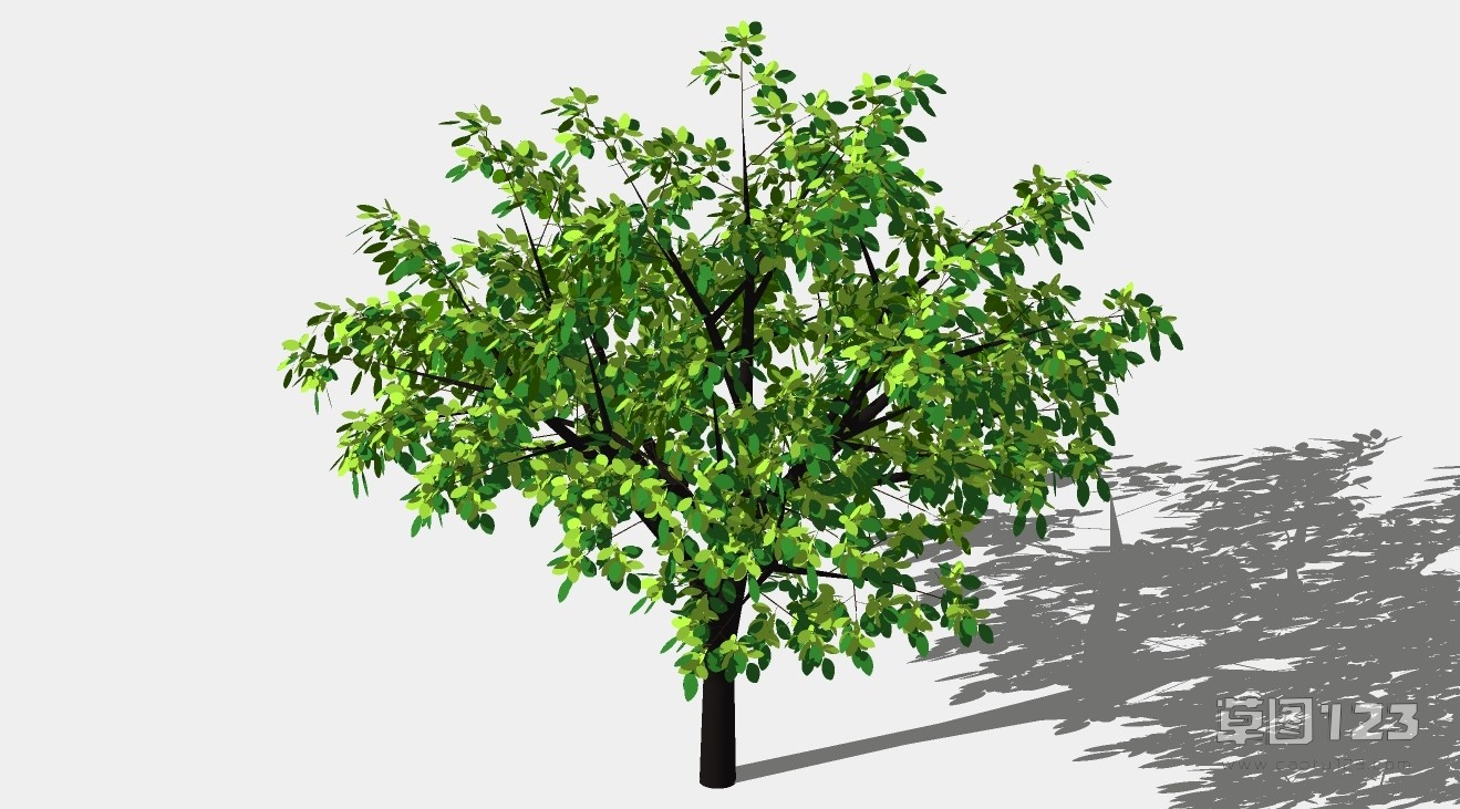七叶树su模型3D树 (40).jpg(1)
