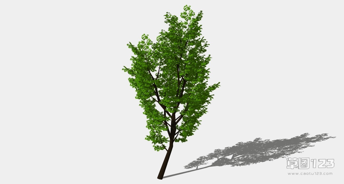 杨树su模型3D树 (91).jpg(1)