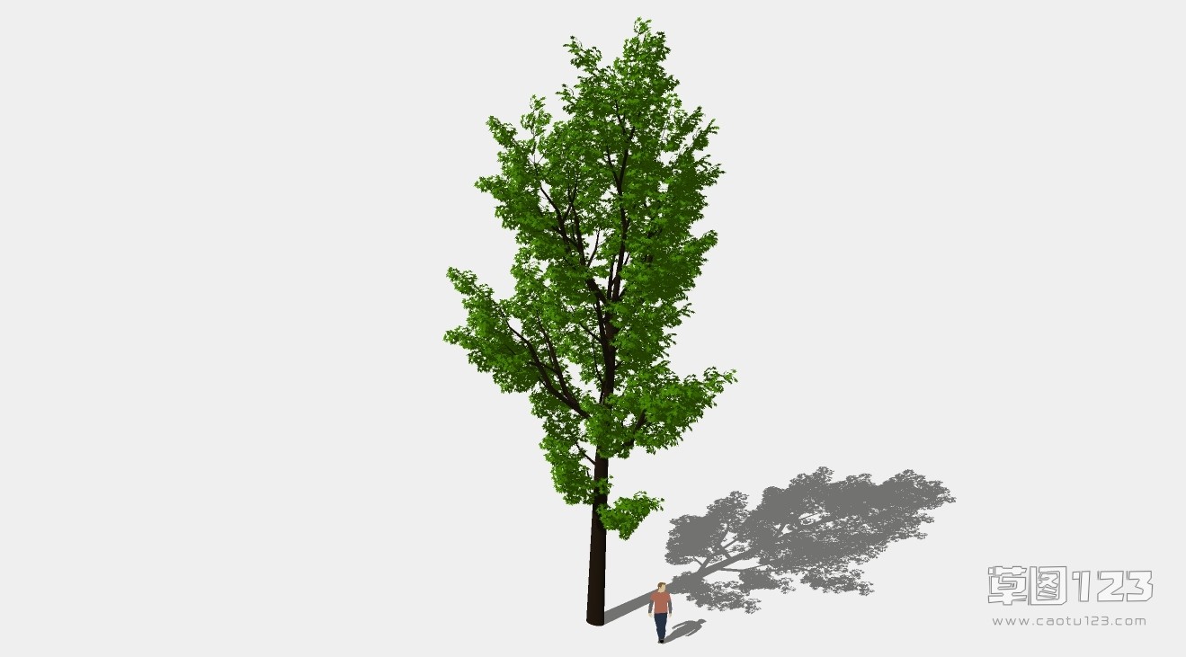 水杉树su模型3D树 (90).jpg(1)