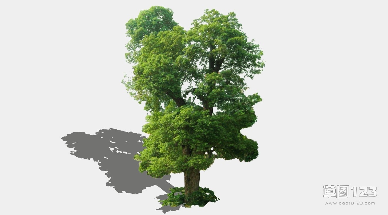 2D香樟树su模型3D树 (118).jpg(1)