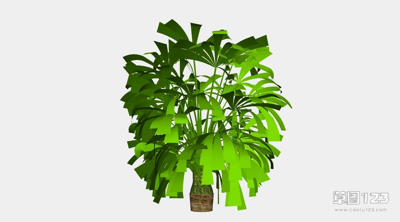 棕竹su模型3D树 (62).jpg(1)