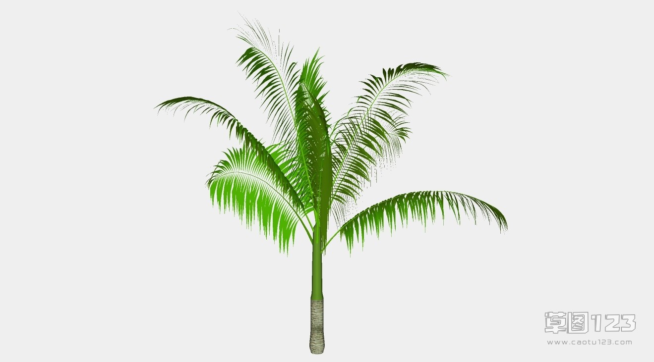 棕榈树su模型3D树 (54).jpg(1)