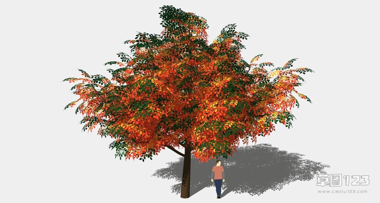 凤凰木树su模型3D树 (95).jpg(1)