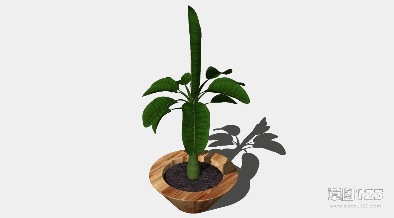 室内盆栽发财树su模型3D树 (115).jpg(1)