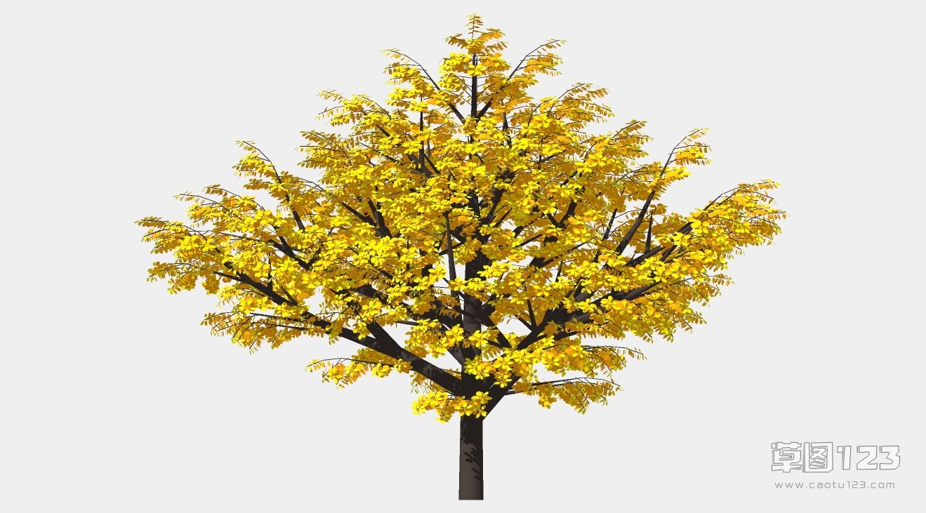 3D银杏树su模型3D树 (43).jpg(1)