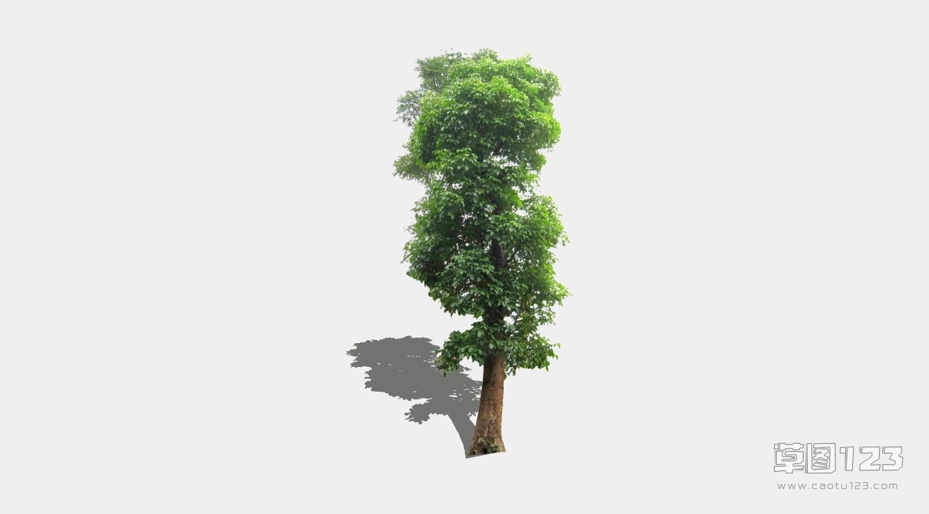 2D秋枫树su模型3D树 (119).jpg(1)