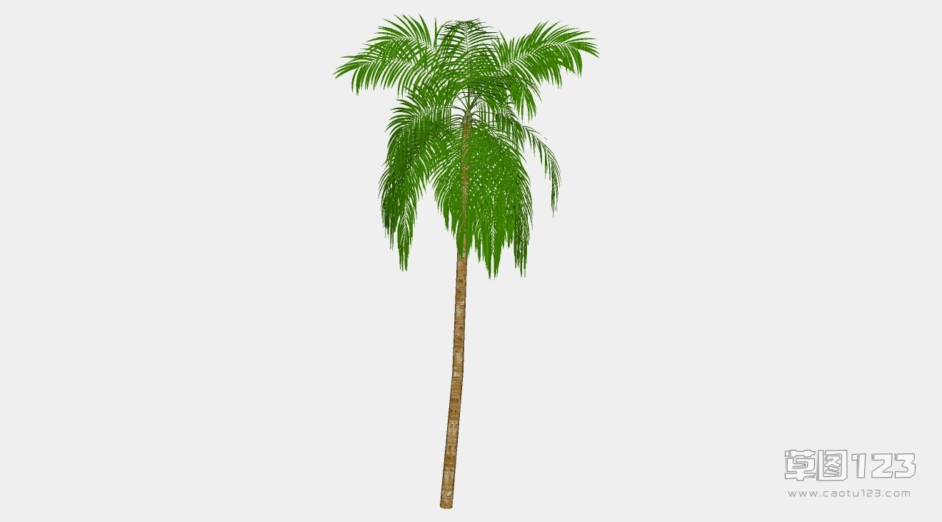 3D棕榈树su模型3D树 (69).jpg(1)