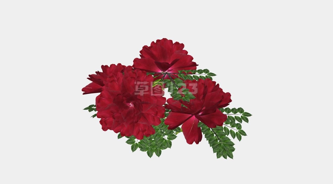 红色牡丹花su模型盆栽植物_276 (2).jpg(1)