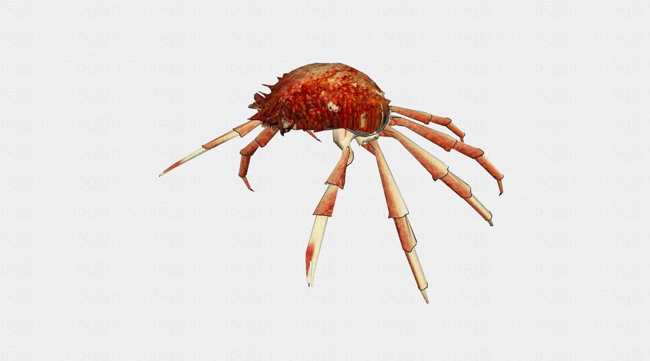 蜘蛛蟹su模型1.jpg(1)