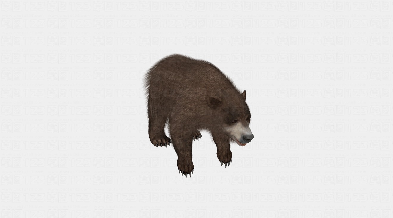 棕熊su模型2.jpg(2)