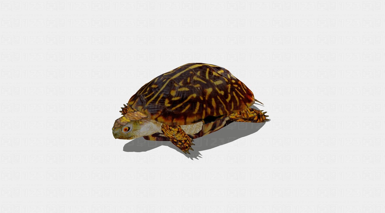 海龟su模型1.jpg(1)