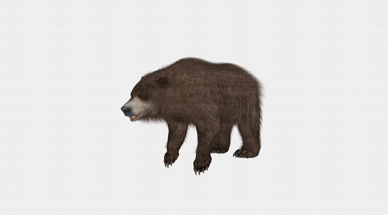 棕熊su模型1.jpg(1)