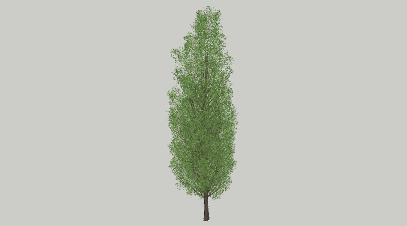 莱兰柏树su模型1.jpg(1)