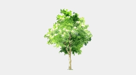 2D树木su模型