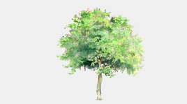 2D绘画风树su模型