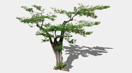 2D古树su模型