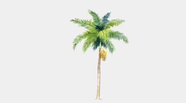 2D热带椰子树su模型