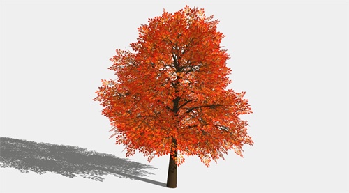 3D红枫树su模型