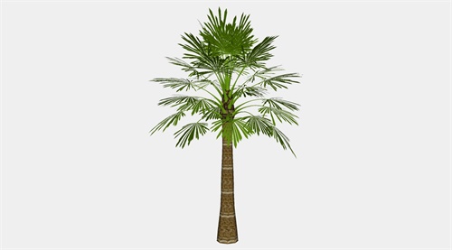 单颗棕榈树su模型