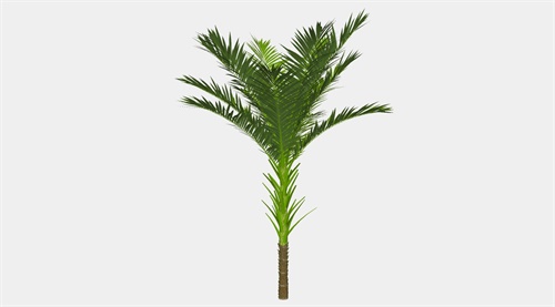 棕榈中国扇棕树su模型