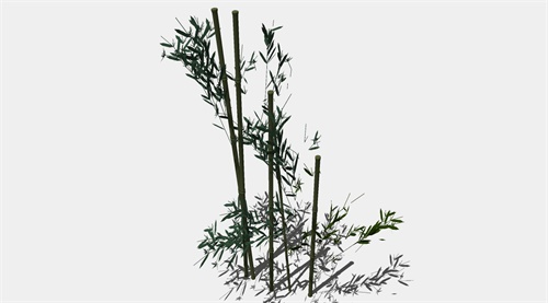 粗壮的竹子su模型