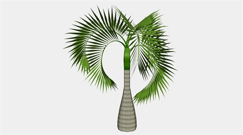 酒瓶椰子树su模型