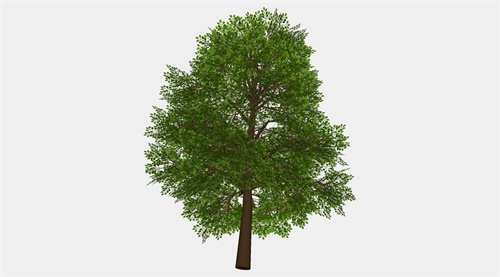 榆树su模型