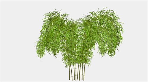 茂盛的绿竹su模型