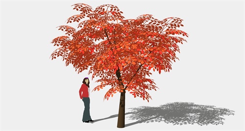 红枫树su模型