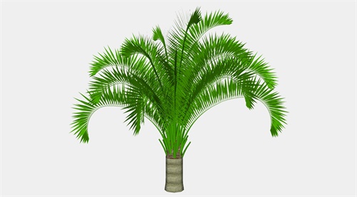 热带植物矮椰子树su模型