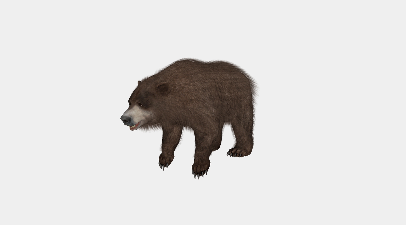 棕熊su模型